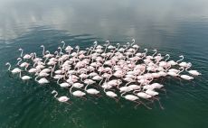 Flamingoların Van Gölü kıyılarında renkli dansı hayranlık uyandırıyor