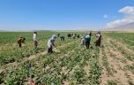 Adilcevaz’da kavurucu sıcakta ekmek mücadelesi